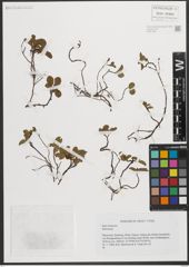 Foto von Salix herbacea L.